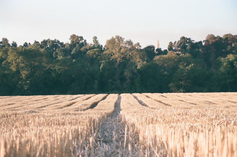 a field of wheat with trees in the background