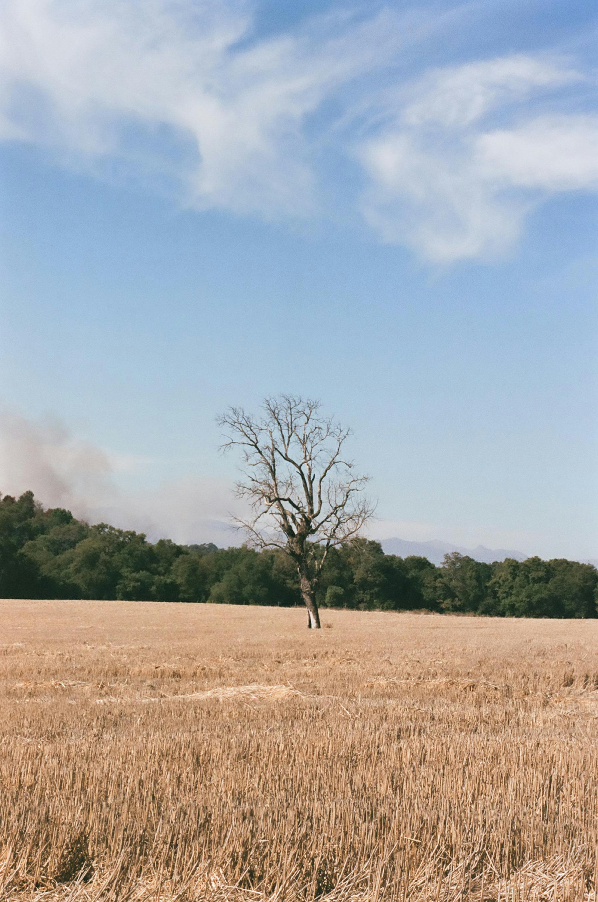 Un albero solitario in un campo di erba secca