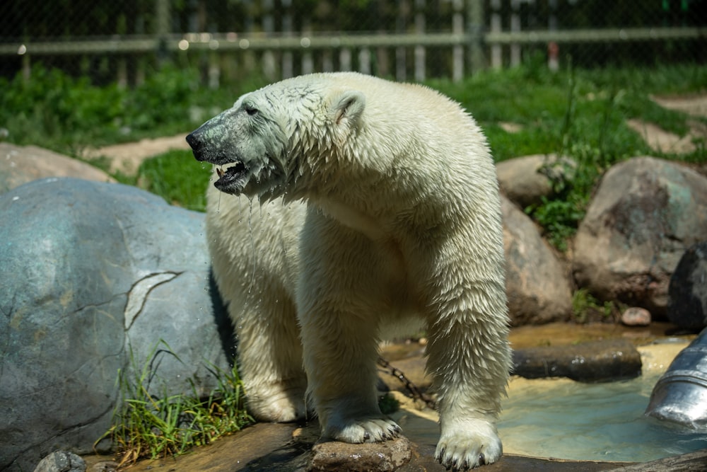 a polar bear standing on a rock in a zoo enclosure