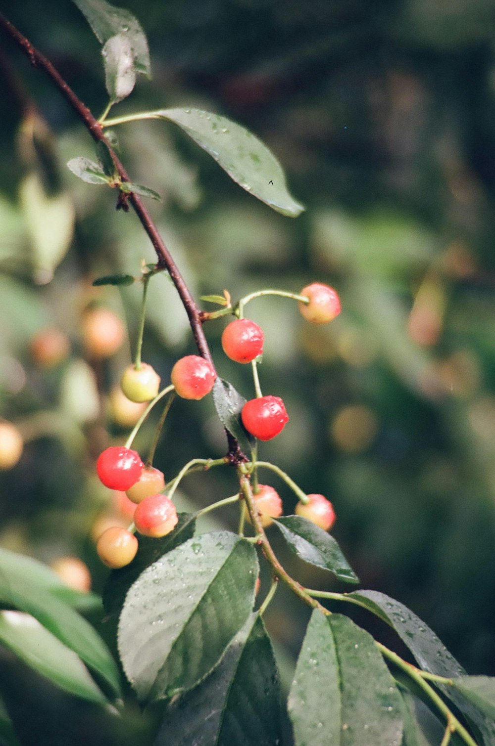 a close up of berries on a tree branch