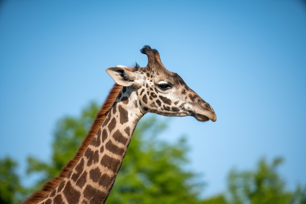 a close up of a giraffe with trees in the background