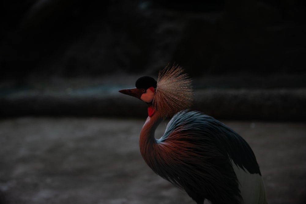 a close up of a bird with long hair