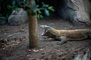 A Komodo dragon is lying on the ground in a naturalistic habitat with rocks and sparse vegetation. Its mouth is open, and it is positioned near a tree trunk. Small red fruits or berries are scattered on the soil.