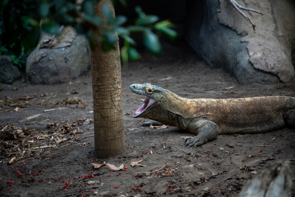 a large lizard laying on the ground next to a tree