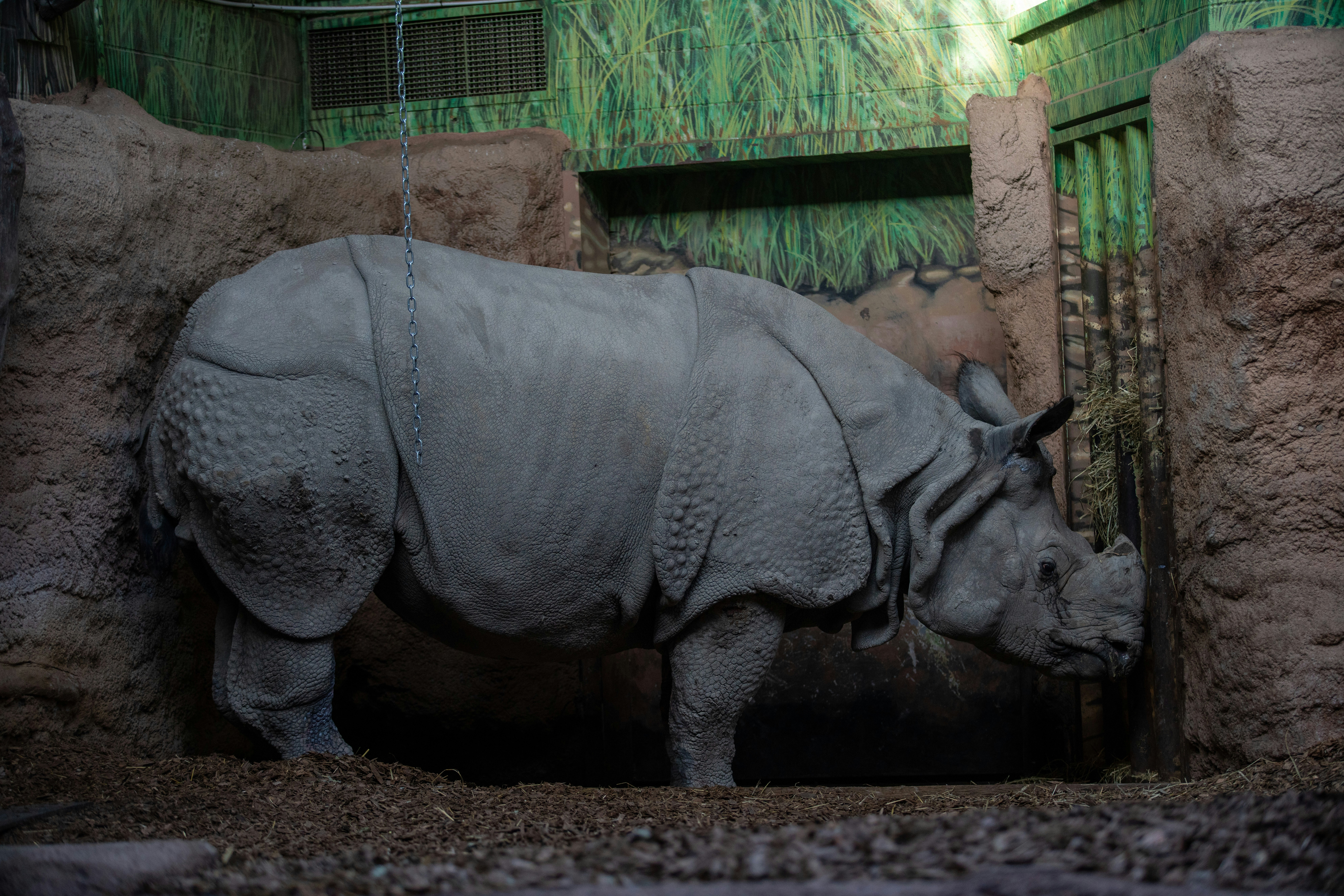 RHINO FOOD