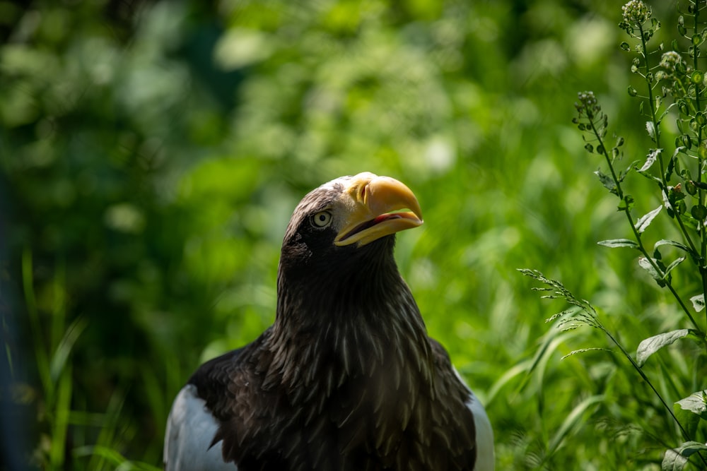 a black and white bird with a yellow beak