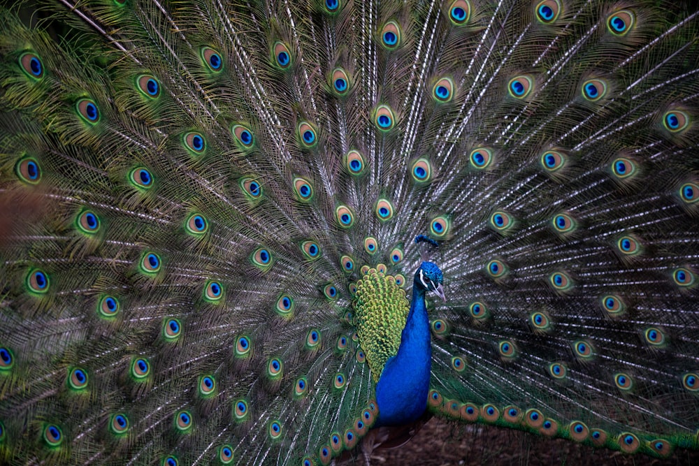 a peacock displaying its feathers with its tail spread