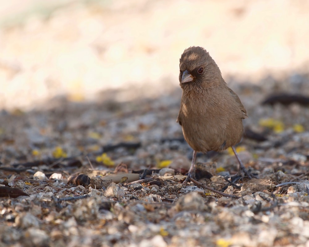 a small brown bird standing on a rocky ground
