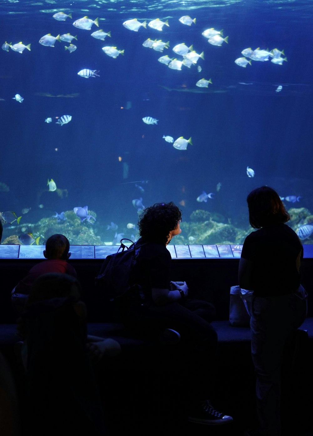 um grupo de pessoas observando peixes em um aquário