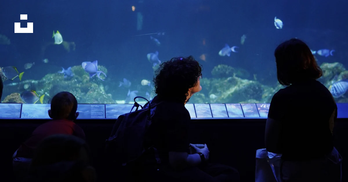 A group of people watching fish in an aquarium photo – Free Canada ...