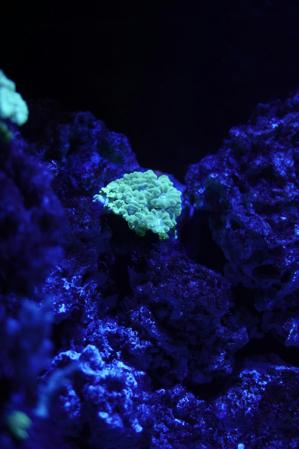 um close up de um coral azul em um tanque