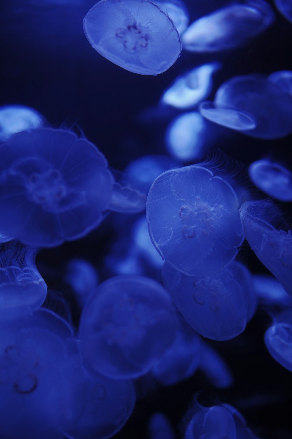 a group of jellyfish swimming in a tank