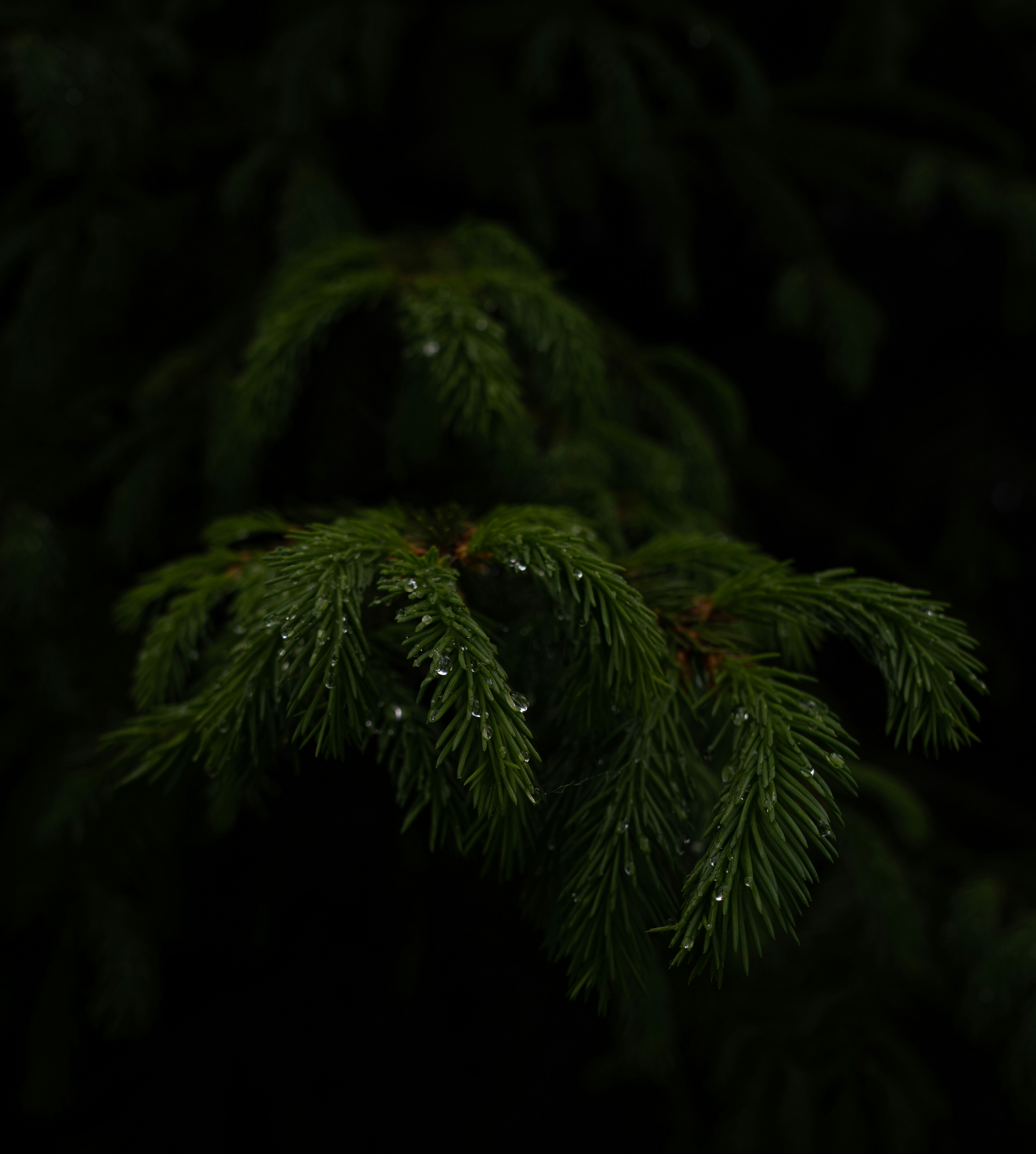 a close up of a pine tree with drops of water on it