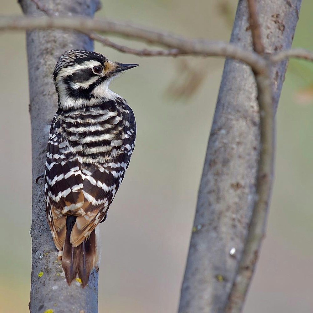 a small bird perched on a tree branch