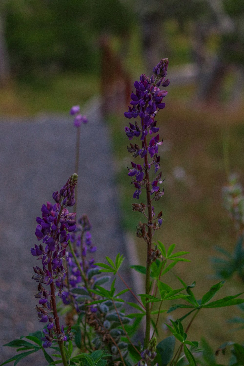 purple flowers are growing on the side of a road
