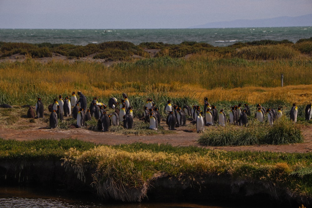 a large group of penguins are standing in a field