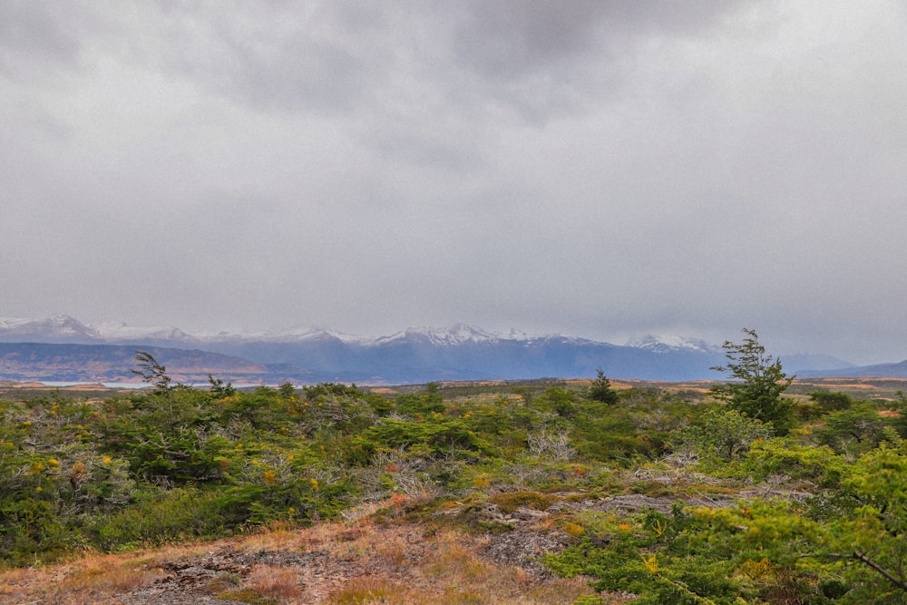 a field with trees and mountains in the background