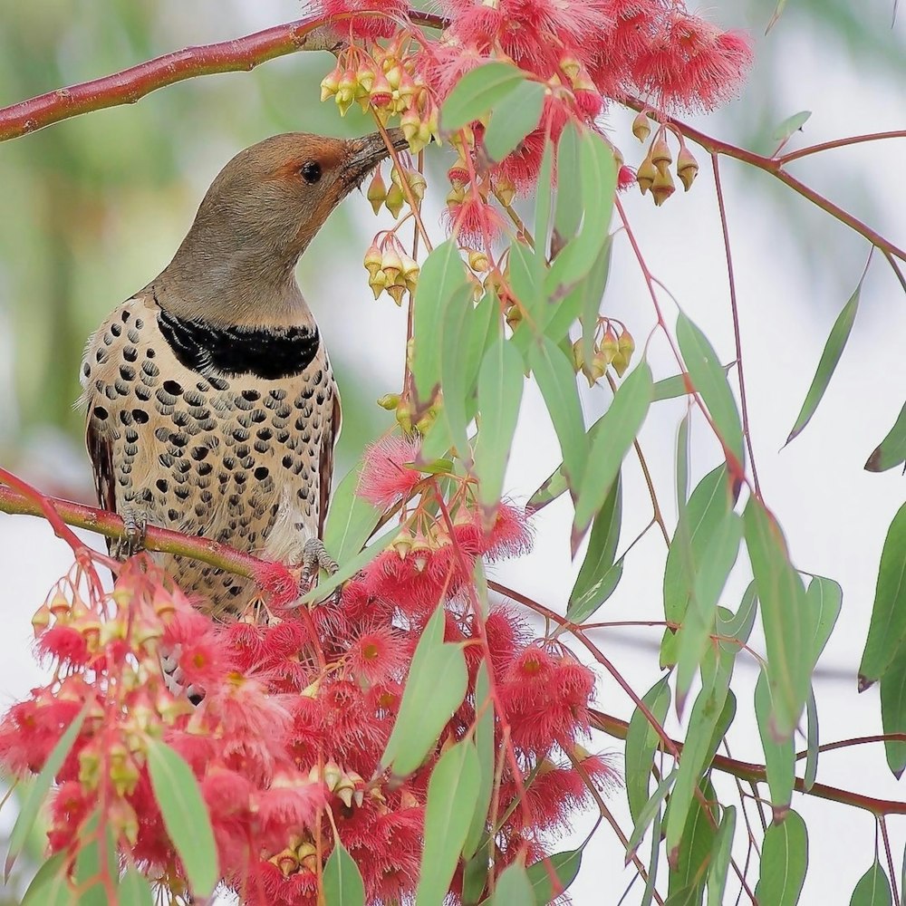 a bird perched on a branch of a tree