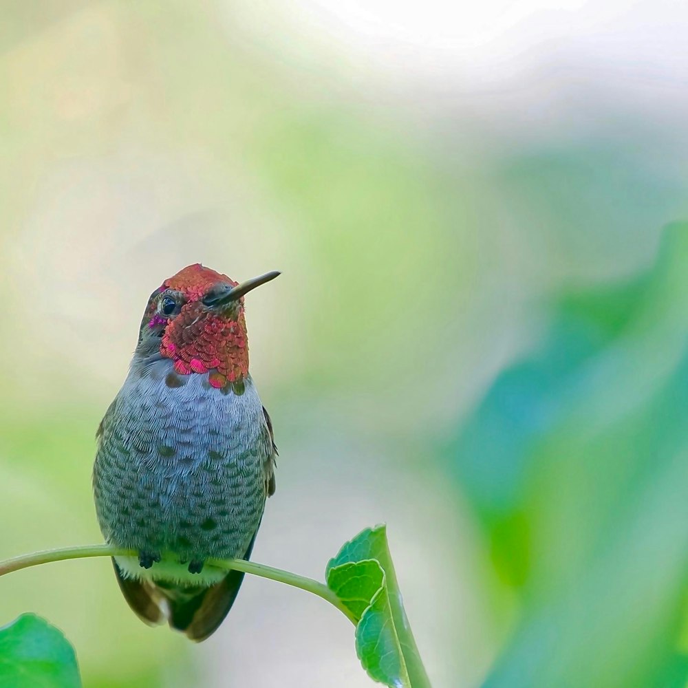 a hummingbird perches on a branch with green leaves