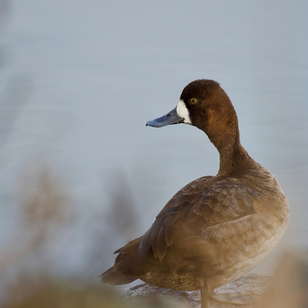 a duck standing on the edge of a body of water