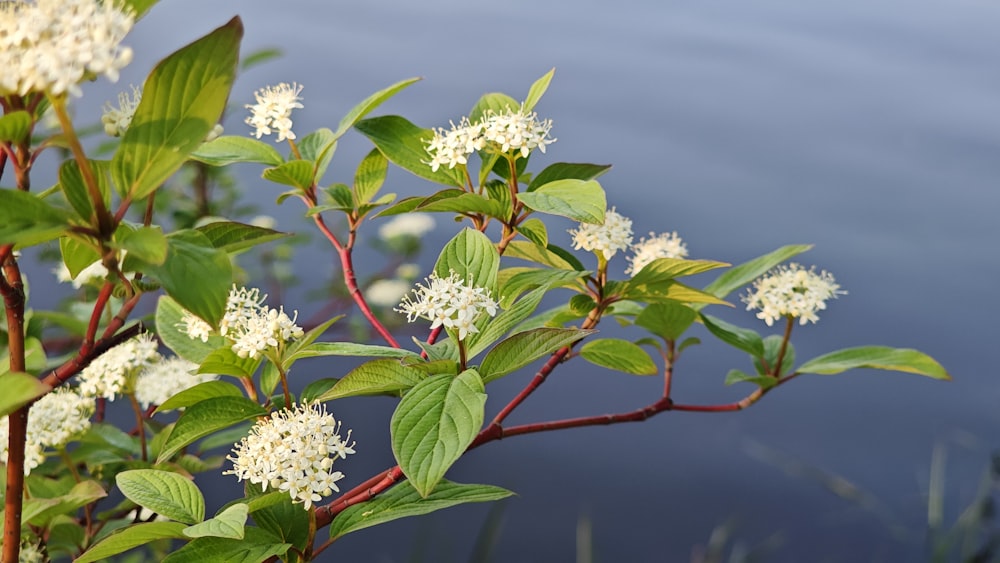 a plant with white flowers near a body of water