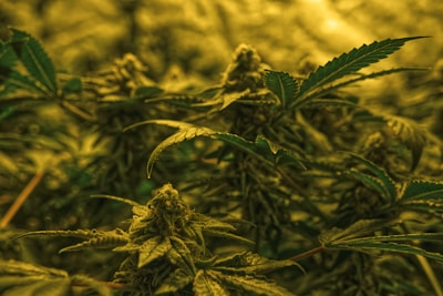 A close-up view of cannabis plants, featuring dense clusters of buds surrounded by narrow, serrated leaves. The lighting casts a warm, yellowish glow over the entire scene, highlighting the texture and details of the plants.