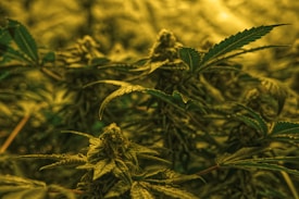 A close-up view of cannabis plants, featuring dense clusters of buds surrounded by narrow, serrated leaves. The lighting casts a warm, yellowish glow over the entire scene, highlighting the texture and details of the plants.
