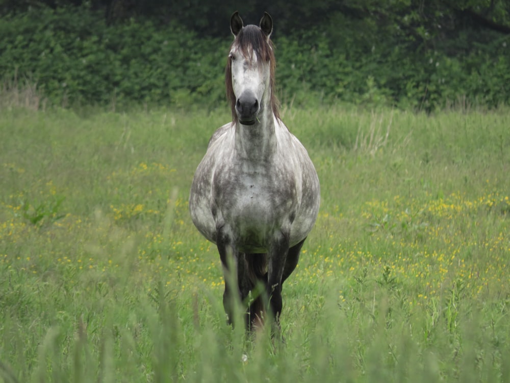 Un cavallo è in piedi in un campo di erba alta