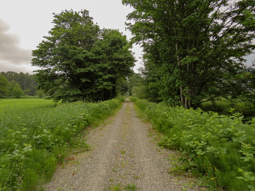 a dirt road in the middle of a lush green field