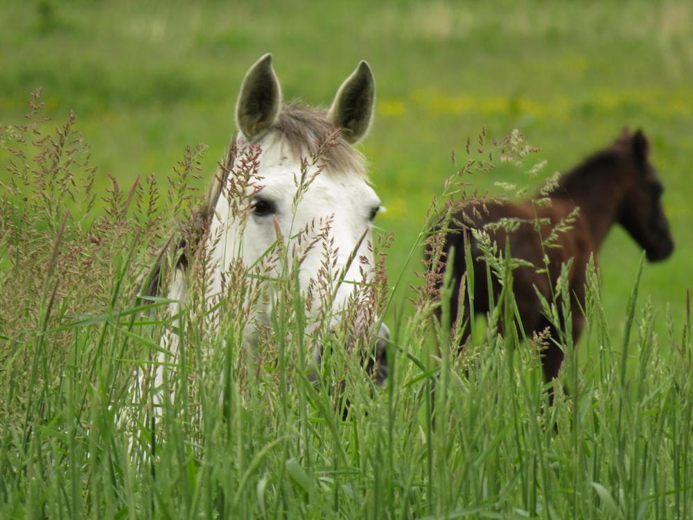 ein Pferd und ein Fohlen auf einem Feld mit hohem Gras