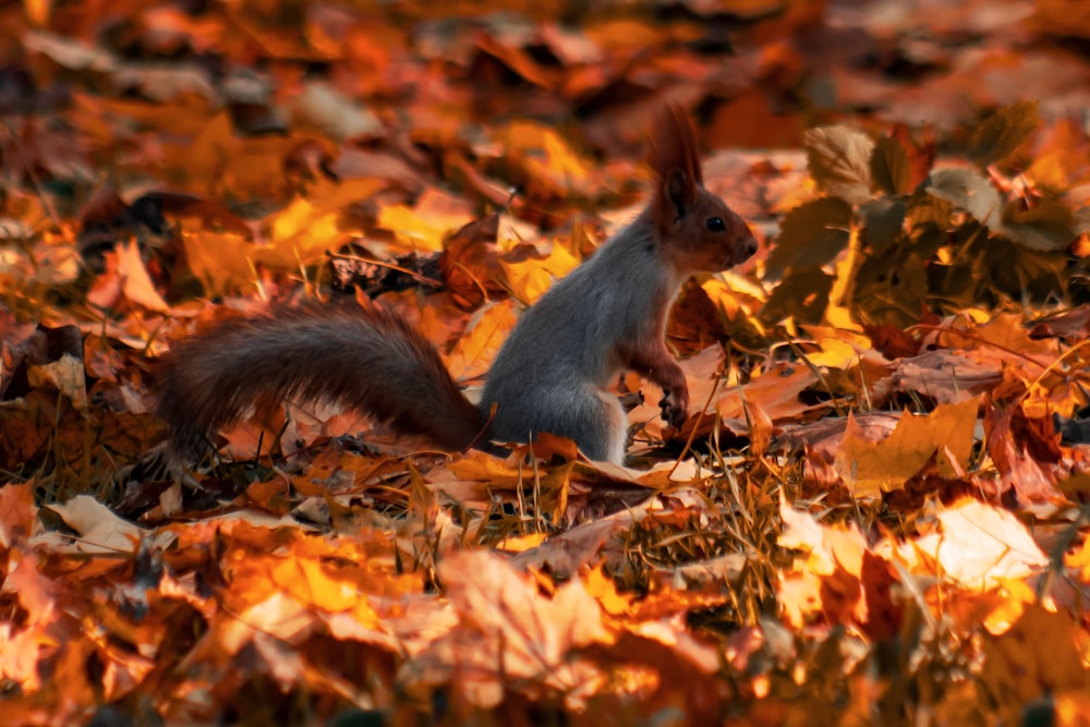 a squirrel sitting on top of a pile of leaves