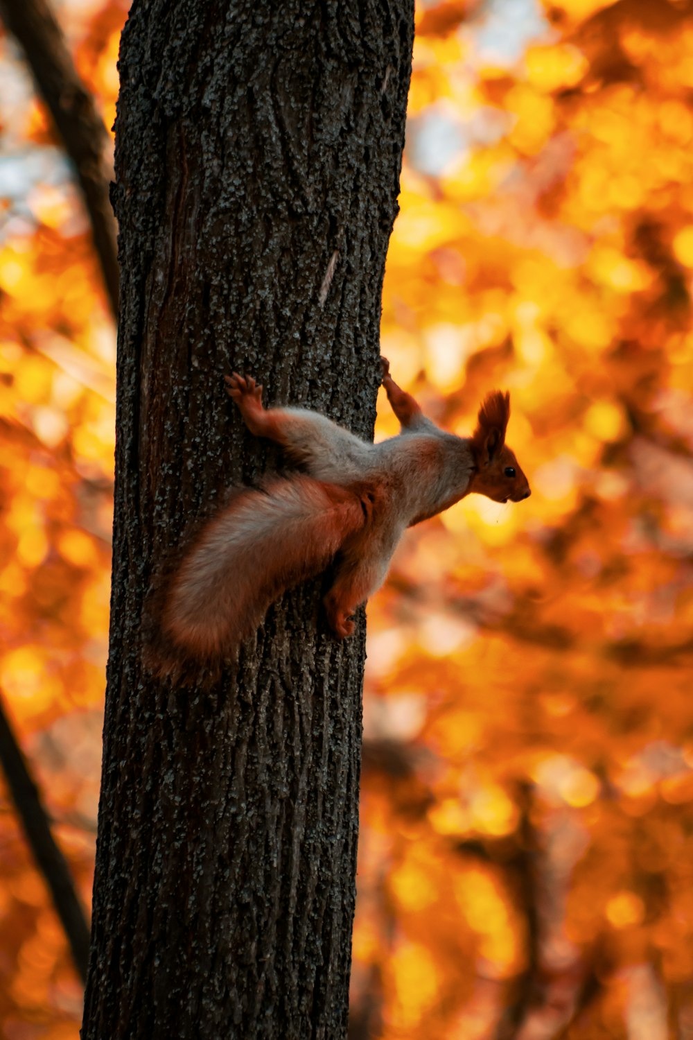 a squirrel climbing up the side of a tree