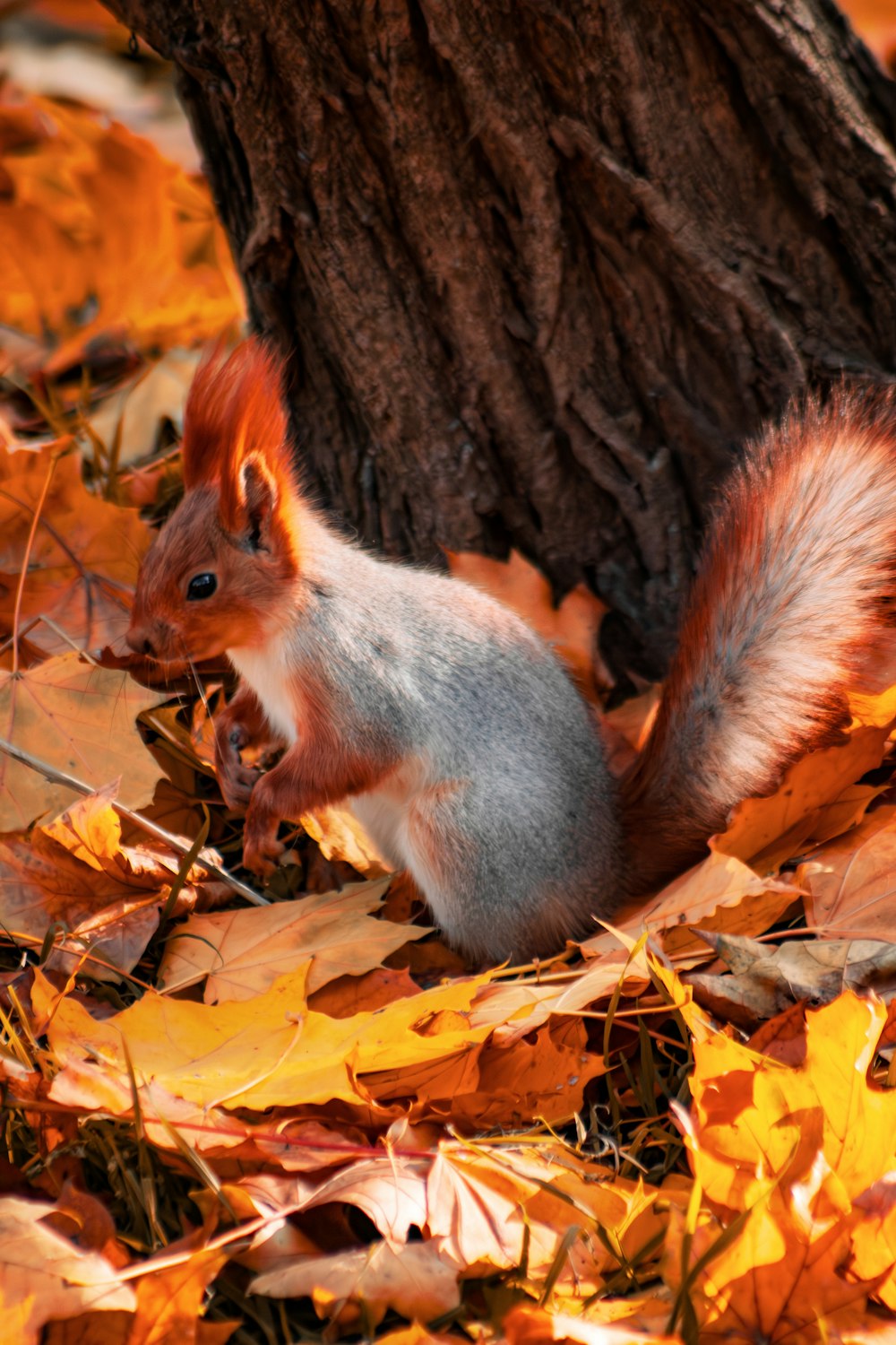 ein Eichhörnchen, das neben einem Baum auf dem Boden sitzt
