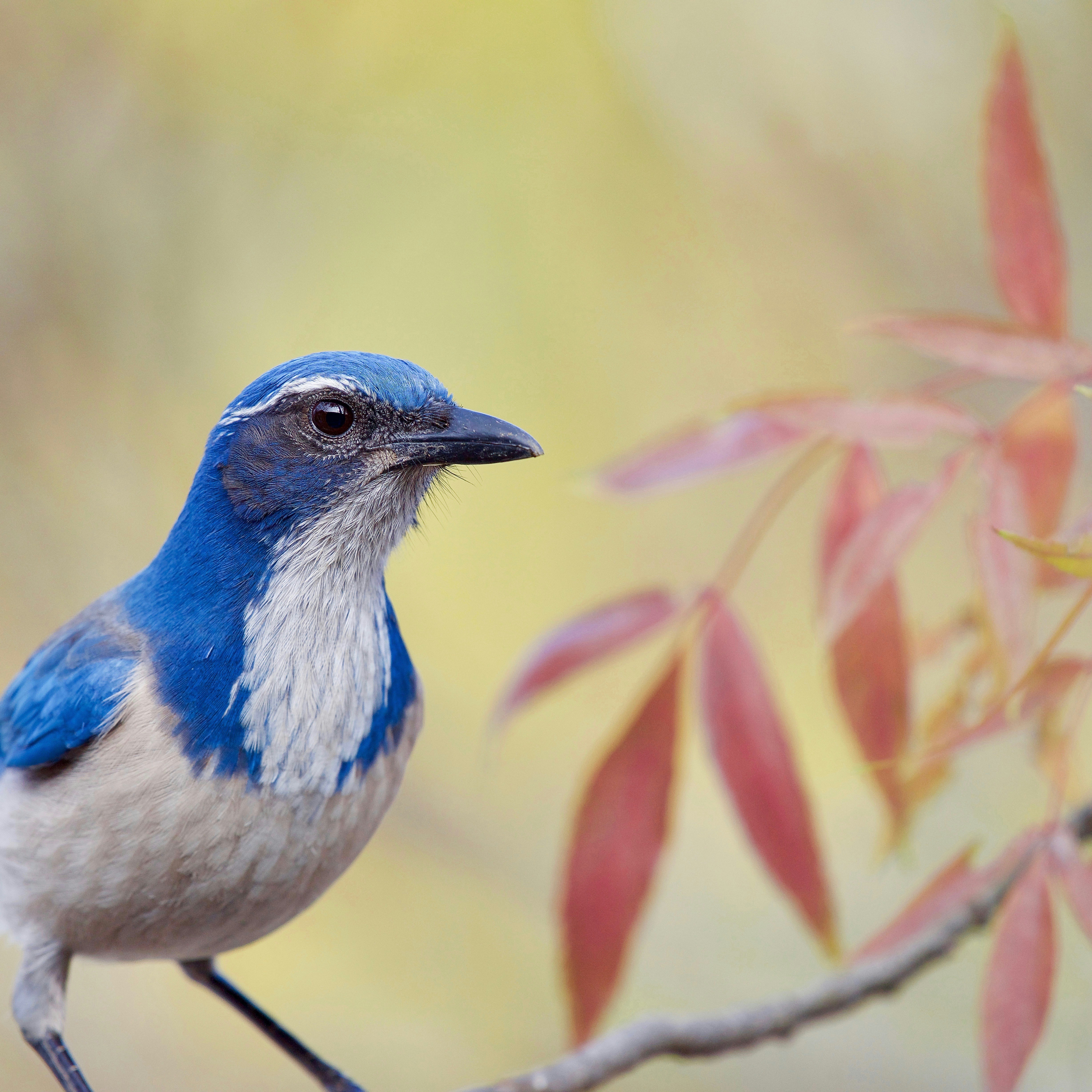 Un pájaro azul y blanco posado en la rama de un árbol