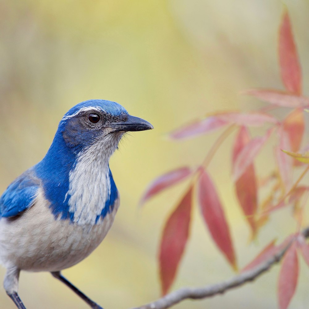 a blue and white bird perched on a tree branch