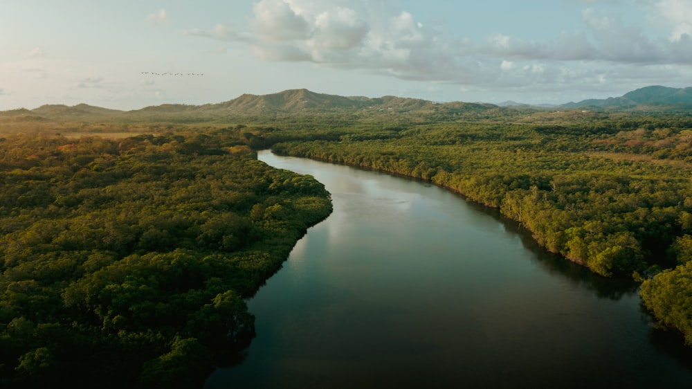 a river running through a lush green forest