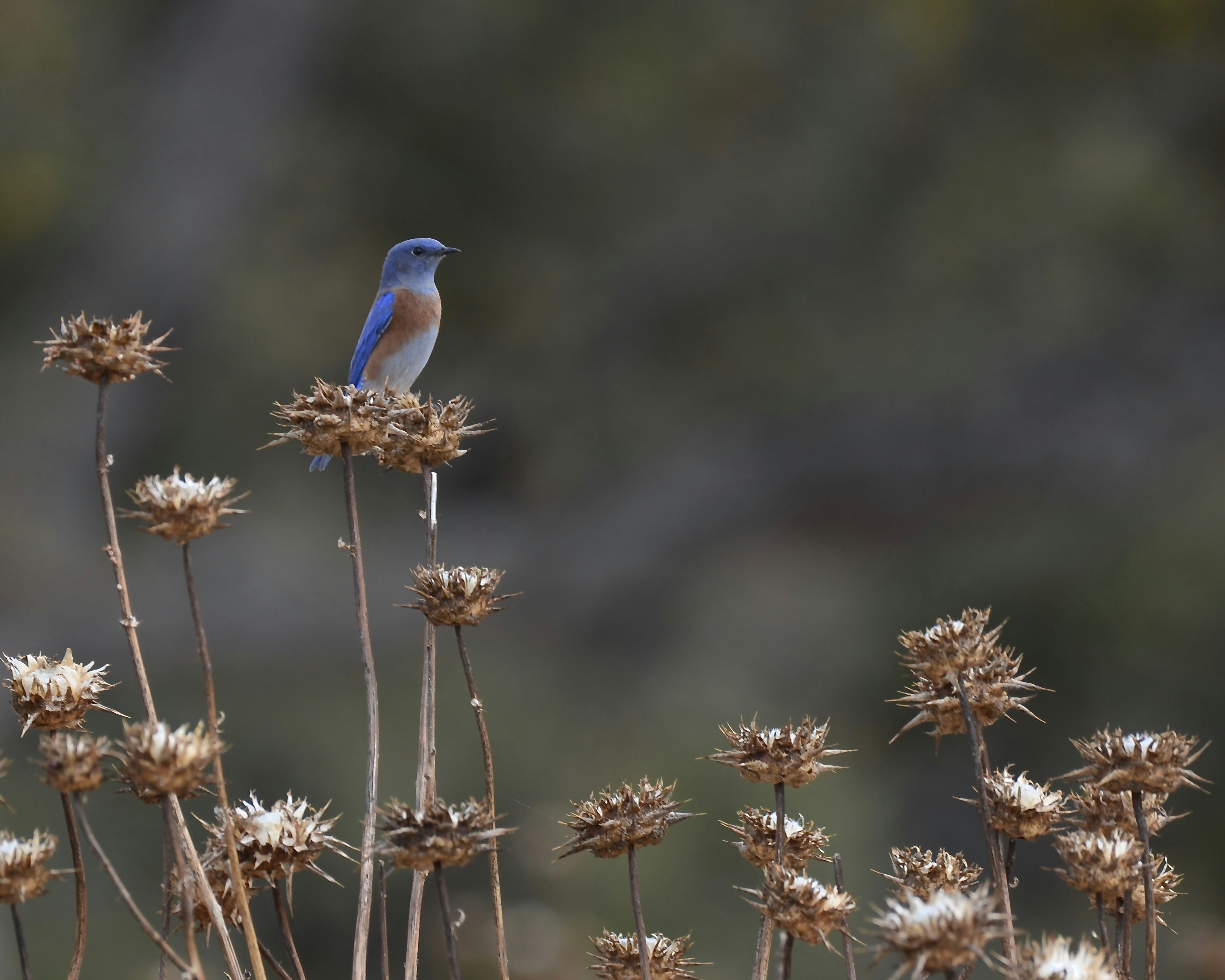 a small blue bird sitting on top of a plant