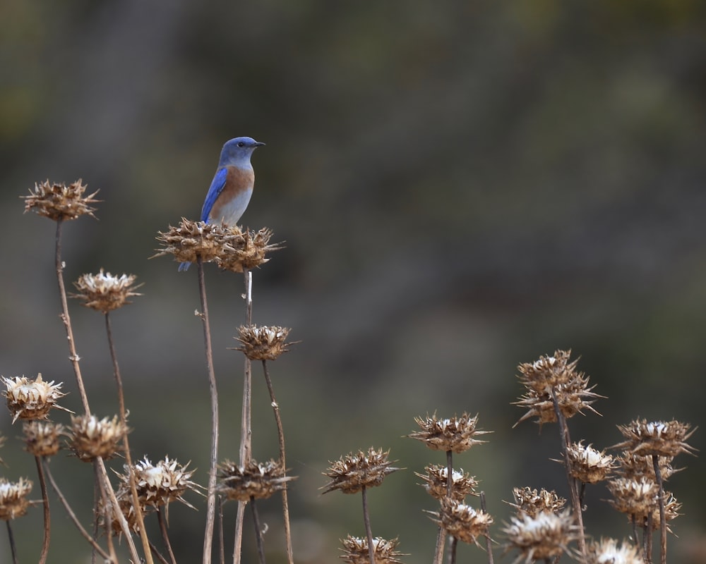 a small blue bird sitting on top of a plant