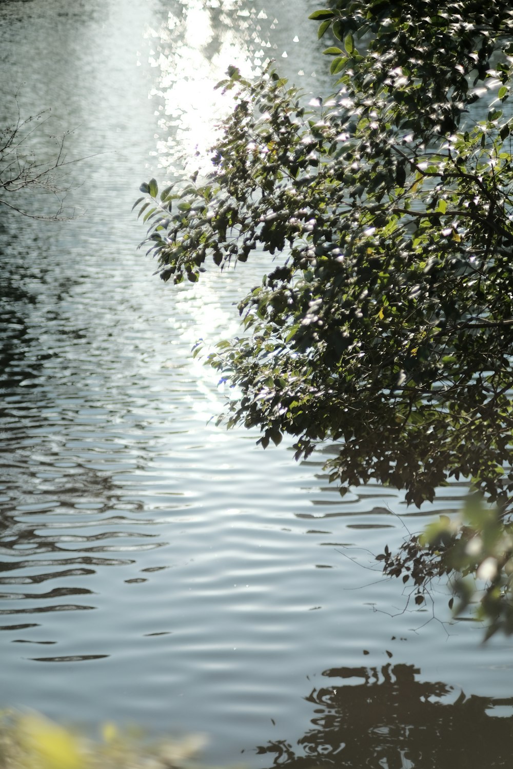 a bird is perched on a tree branch over a body of water