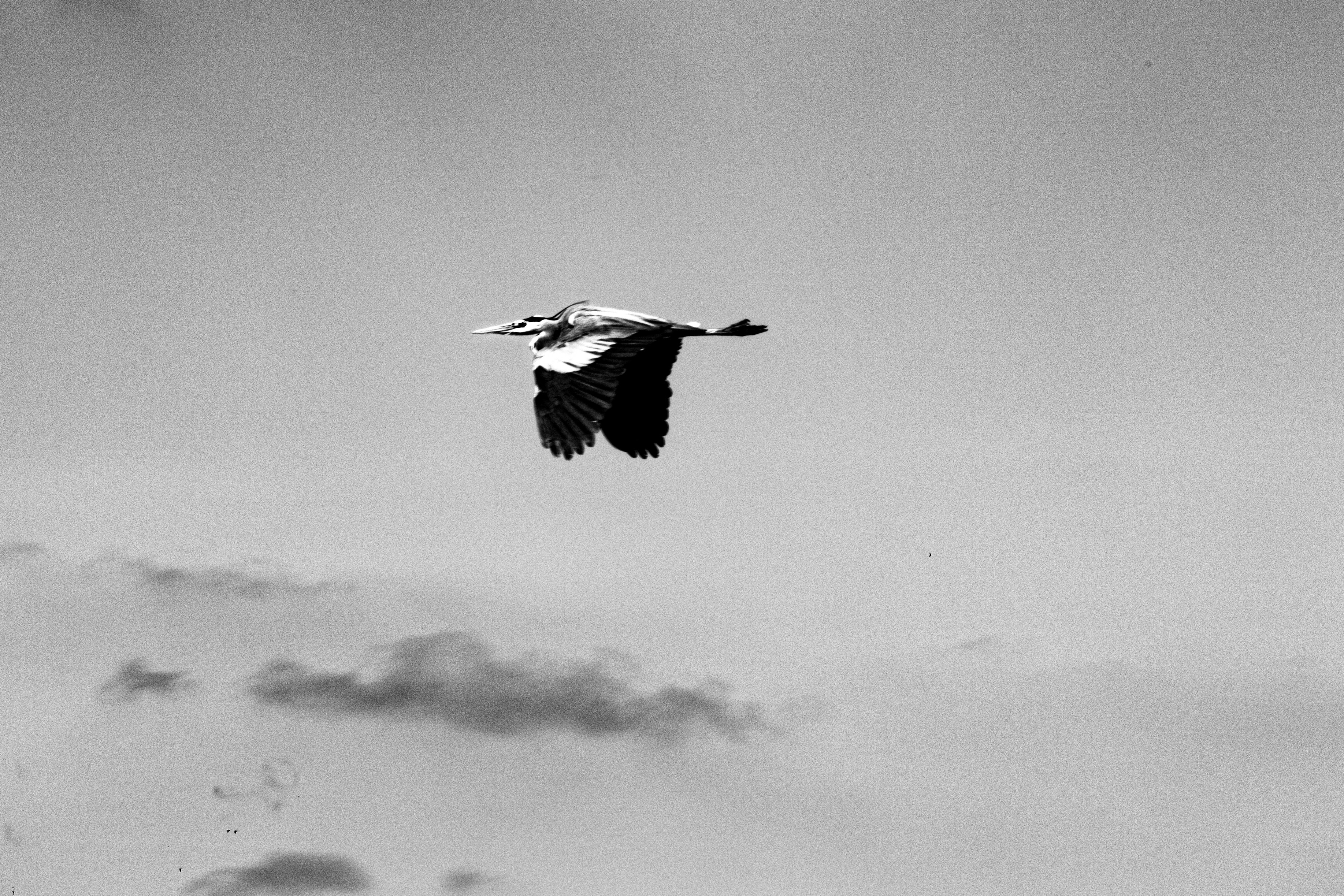 a black and white photo of a bird flying in the sky