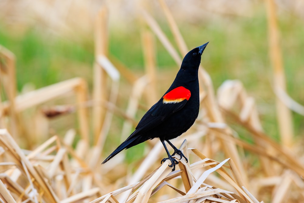 a black bird with a red chest standing on a stalk of corn