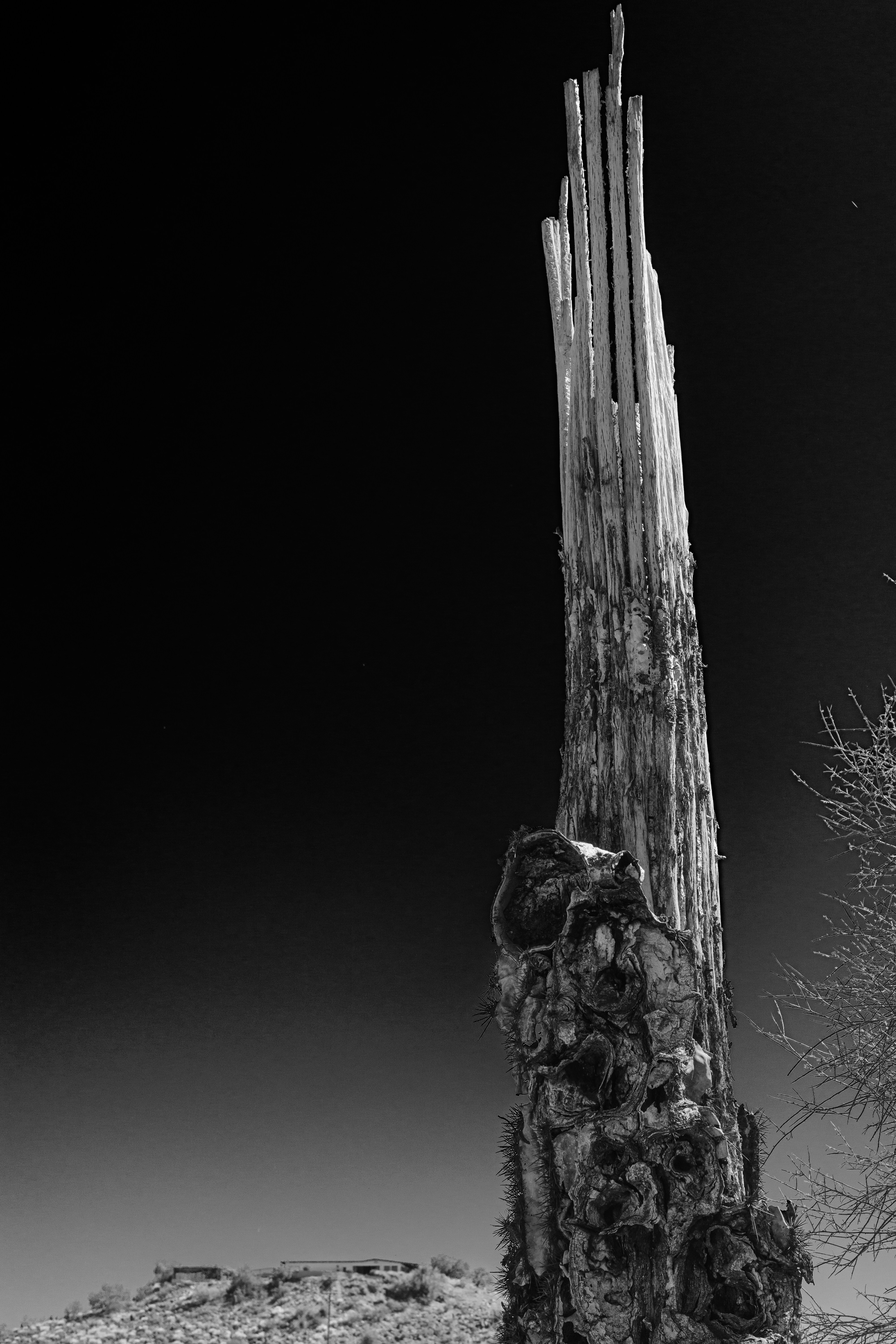 a black and white photo of a tree stump