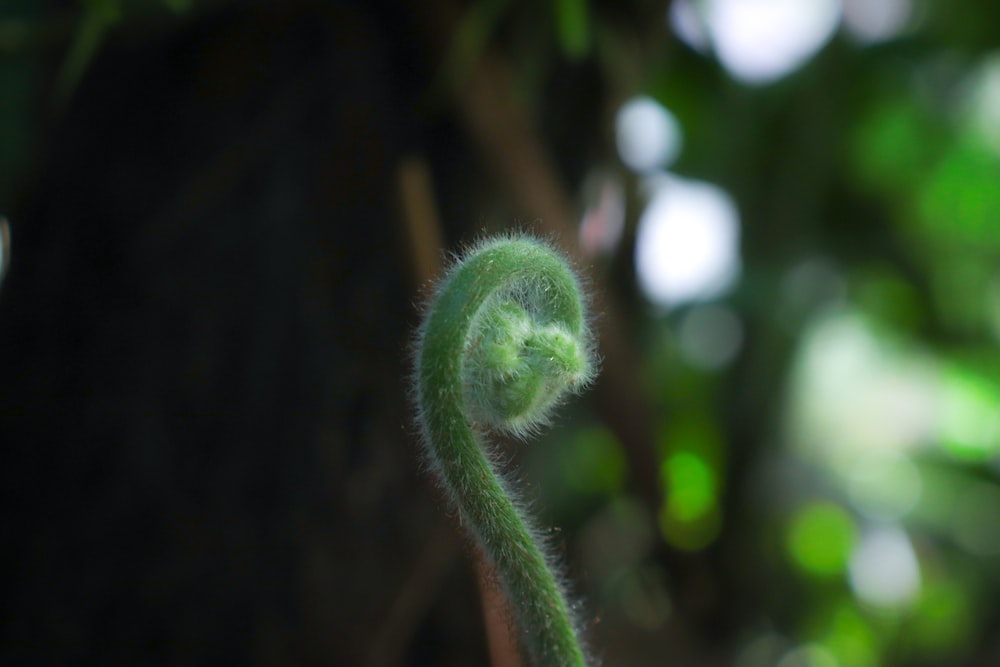 a close up of a plant with a blurry background