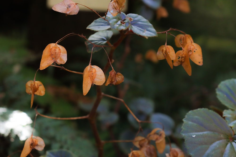 a close up of a plant with yellow flowers