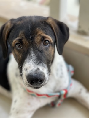 A close-up image of a black and white dog with a curious expression, featuring dark eyes and a wet nose. The dog has a black and brown coat with white patches and is wearing a striped harness. It is lying on a neutral-colored surface with a slightly blurred background.
