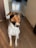 Happy dog owner training her obedient dog in a bright living room.