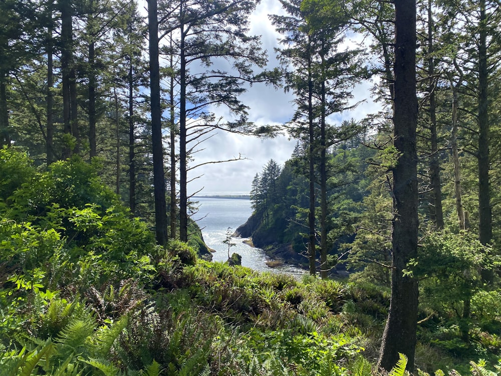 a scenic view of the ocean through the trees