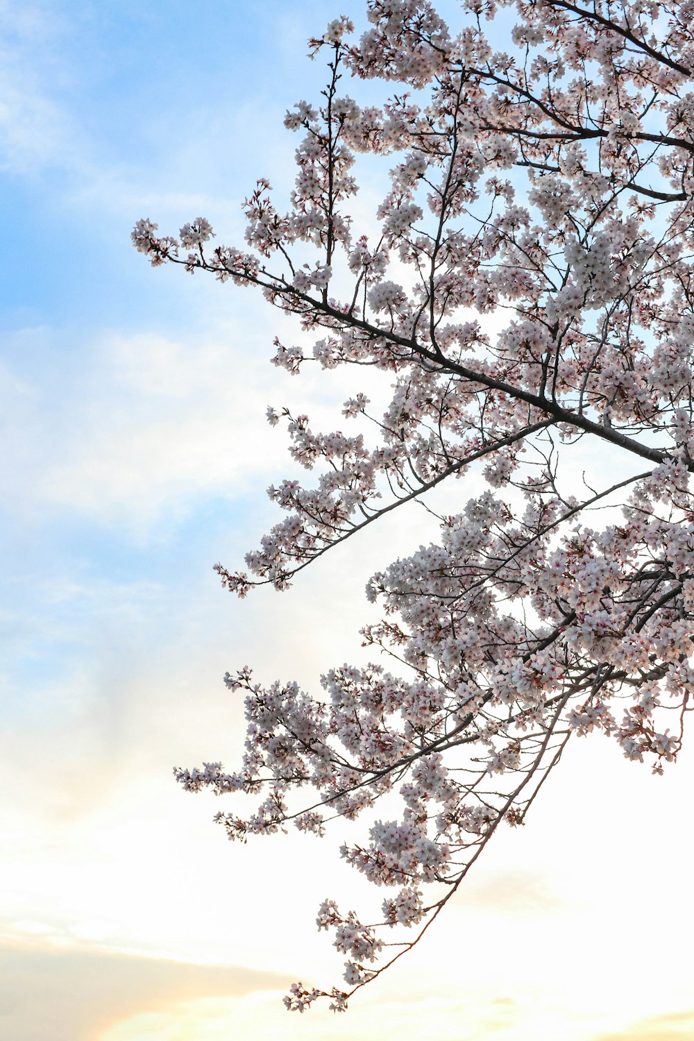 Un árbol de flores rosadas con un cielo azul en el fondo