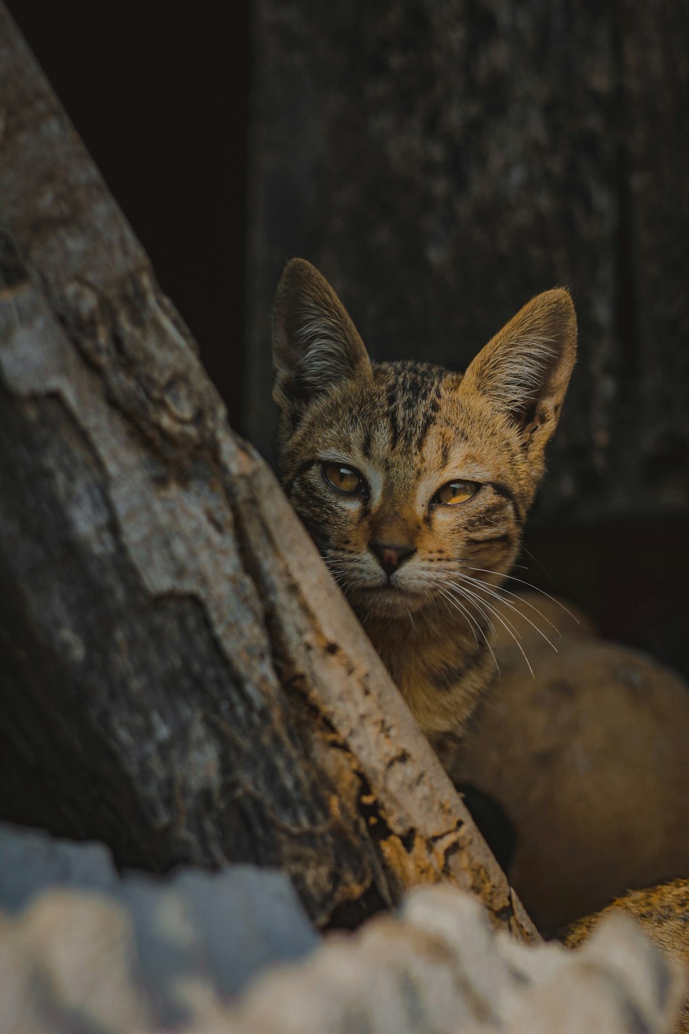 a close up of a cat near a tree