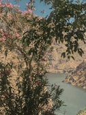 A serene landscape with vibrant jewel-tone flowers blooming.